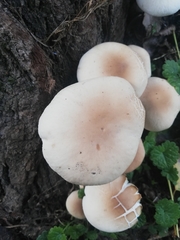 Cyclocybe cylindracea