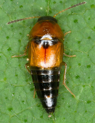 Tachyporus chrysomelinus