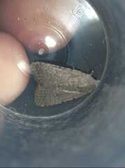 Caradrina flavirena