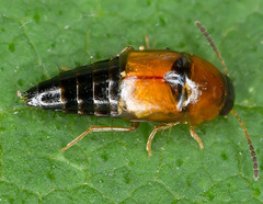 Tachyporus chrysomelinus