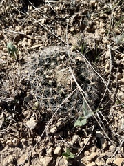 Mammillaria heyderi