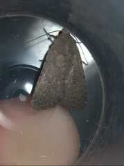 Caradrina flavirena