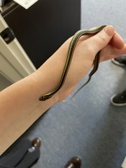 Thamnophis saurita
