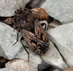 Trapezonotus arenarius