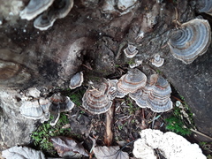 Trametes versicolor image