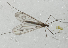 Trichocera regelationis