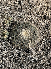 Mammillaria heyderi