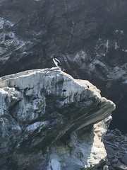 Leucocarbo bougainvillii