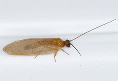 Hemerobiinae