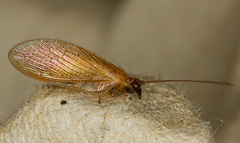 Hemerobiinae
