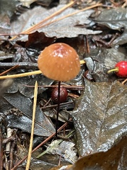 Marasmius siccus