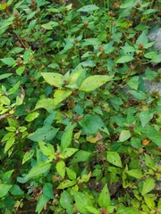 Acalypha rhomboidea