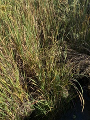 Phragmites