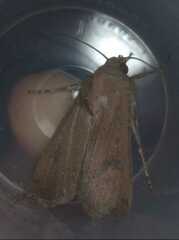 Agrotis trux