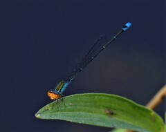 Pseudagrion rubriceps