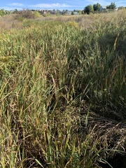 Phragmites