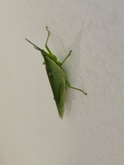 Atractomorpha sinensis