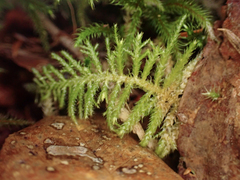 Kindbergia oregana