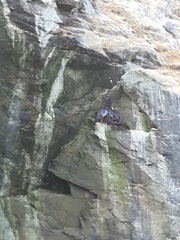 Poikilocarbo gaimardi