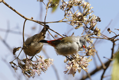 Coccopygia melanotis