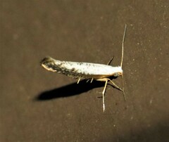 Argyresthia subreticulata