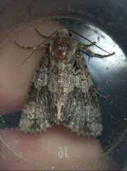 Craniophora ligustri