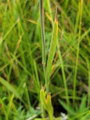 Phleum pratense