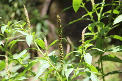 Phytolacca icosandra