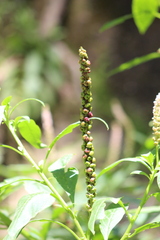 Phytolacca icosandra