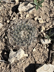 Mammillaria heyderi