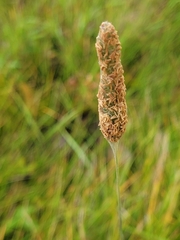 Phleum pratense