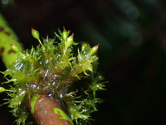 Orthotrichaceae