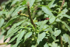 Phytolacca icosandra