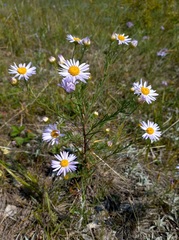 Aster biennis