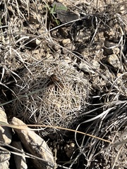 Coryphantha echinus