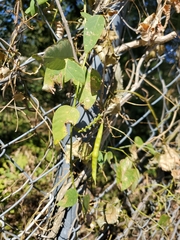 Phaseolus vulgaris