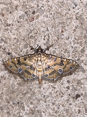 Ommatospila narcaeusalis