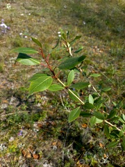 Populus laurifolia