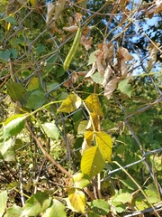 Phaseolus vulgaris