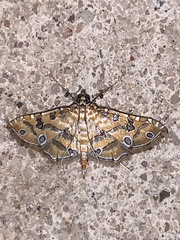 Ommatospila narcaeusalis