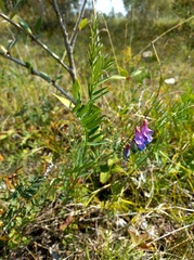 Vicia nervata