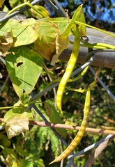 Phaseolus vulgaris