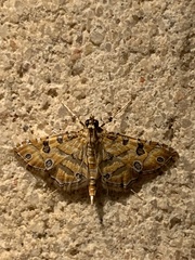 Ommatospila narcaeusalis