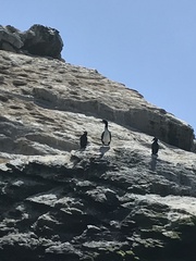 Leucocarbo bougainvillii