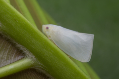 Sanurus
