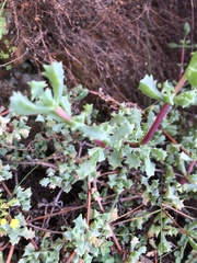 Oscularia deltoides