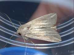 Mythimna riparia
