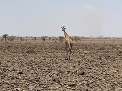 Giraffa camelopardalis tippelskirchi