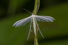 Pterophorus lacteipennis