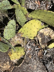 Opuntia lindheimeri